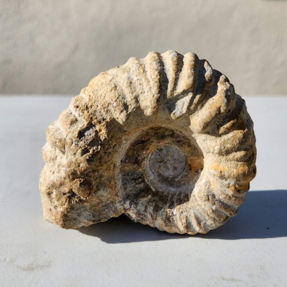 Large Whole Ammonite Fossil Shell Gems Minerals Rocks Fossils Decor Natural Raw